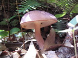 Tylopilus violatinctus image