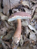 Tylopilus violatinctus image