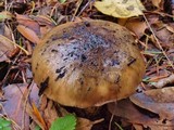 Gomphidius oregonensis image
