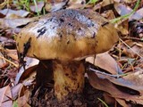 Gomphidius oregonensis image