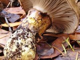 Gomphidius oregonensis image