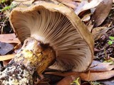Gomphidius oregonensis image