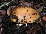 Russula grata image