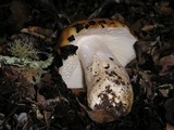 Russula grata image