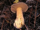 Suillus fuscotomentosus image