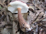 Tylopilus violatinctus image