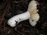 Russula murrillii image