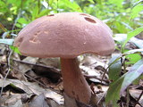 Tylopilus violatinctus image