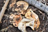 Gomphus bonarii image