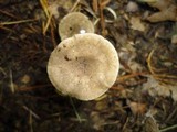 Clitocybe trulliformis image
