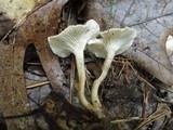 Clitocybe trulliformis image