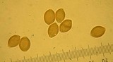 Psilocybe merdaria image