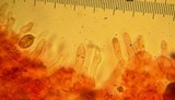 Psilocybe merdaria image