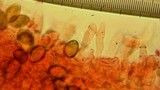 Psilocybe merdaria image