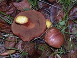 Chalciporus piperatus image