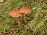 Cystoderma amianthinum image