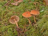 Cystoderma amianthinum image