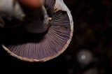 Cortinarius camphoratus image