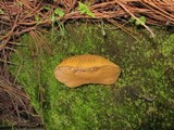 Suillus decipiens image