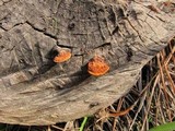 Gloeophyllum sepiarium image
