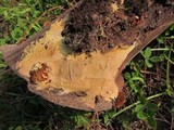 Gloeophyllum sepiarium image