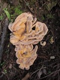 Meripilus sumstinei image