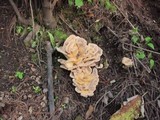 Meripilus sumstinei image