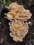 Meripilus sumstinei image
