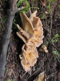 Meripilus sumstinei image