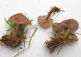 Clitocybe tarda image
