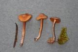 Inocybe jacobi image