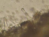 Inocybe jacobi image