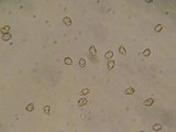 Inocybe jacobi image