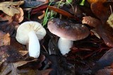 Russula murrillii image