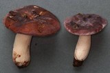 Russula murrillii image