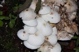Leucocoprinus cepistipes image