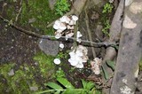 Leucocoprinus cepistipes image