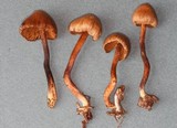 Inocybe hotsoniana image