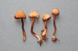 Inocybe hotsoniana image
