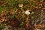 Strobilurus albipilatus image