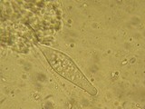 Strobilurus albipilatus image