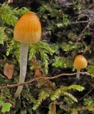 Atheniella leptophylla image