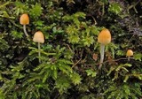 Atheniella leptophylla image