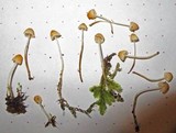 Atheniella leptophylla image