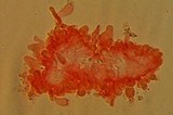 Atheniella leptophylla image