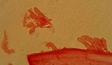 Atheniella leptophylla image