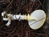 Amanita elongata image