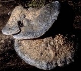 Postia caesia image