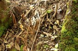 Helvella crispa image