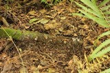 Humaria hemisphaerica image